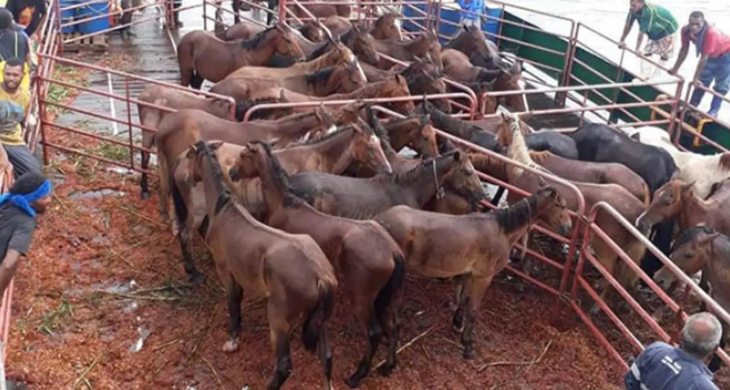 These horses will assist farmers on Gau Island with the transportation of their farming produce.