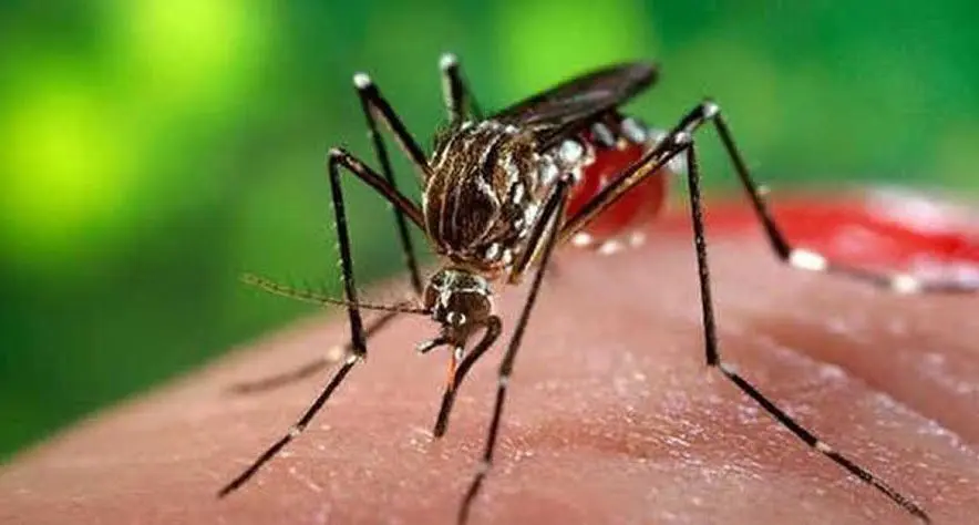 dengue