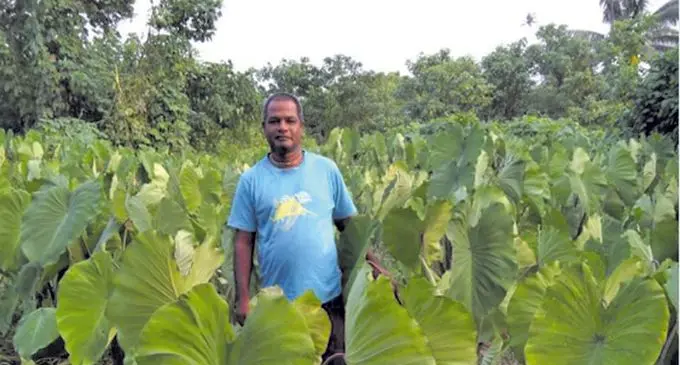 Krishna Swammy at his dalo farm in Taveuni. Photo: Wati Talebula