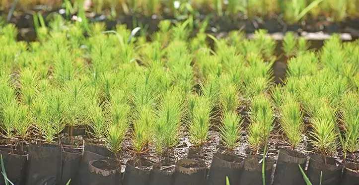 Pine seedlings at the Pine station in Seaqaqa. Photo: Jone Salusalu