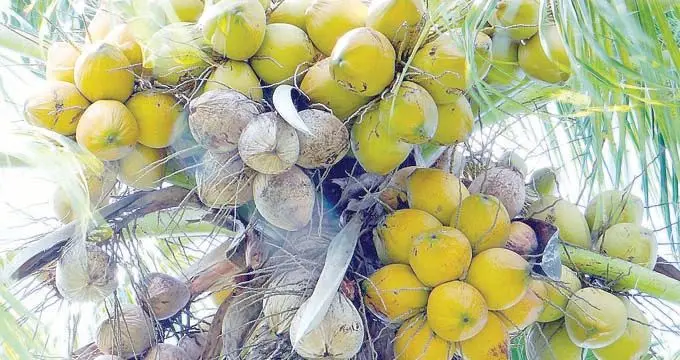 COCONUTS
