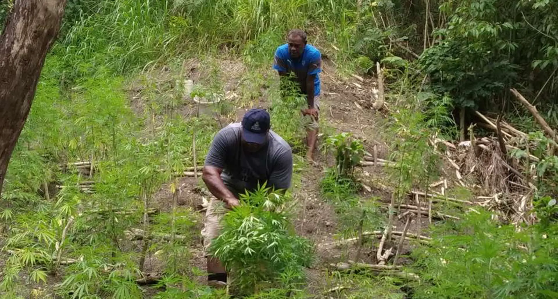 Police officers at the farm in Nasova on January 7, 2020. Photo: Fiji Police Media Cell.