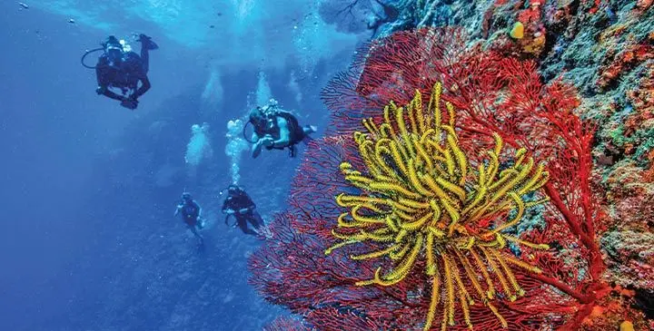 India Logan-Riley advises that before rushing to include marine ecosystems into carbon markets, it is important that Pacific countries and communities critically evaluate carbon market claims against our own regional experiences and ocean-born guardianship practices. Photo: Tourism Fiji