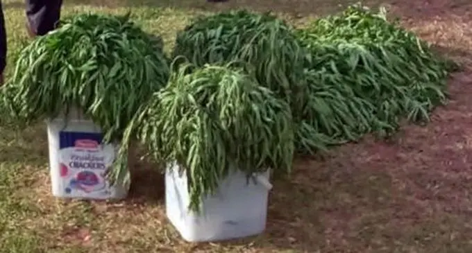 Green plants believed to be marijuana from Nauciwai village in Kadavu