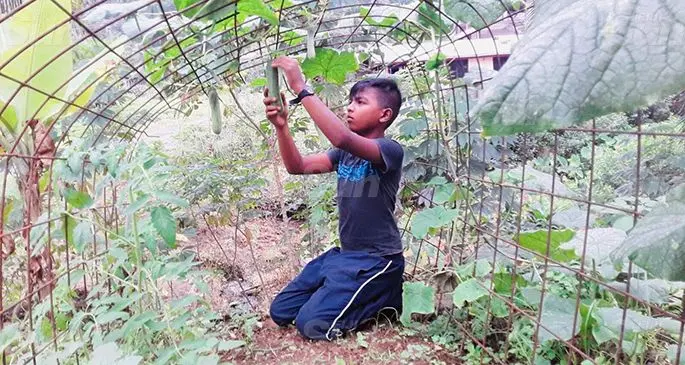 Ayush Charan harvests cucumbers at his backyard vegetable garden in Ki Street, Wailoku. Photo: Sheenal Charan