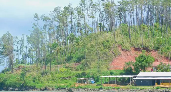 A pine farm in Kadavu.
