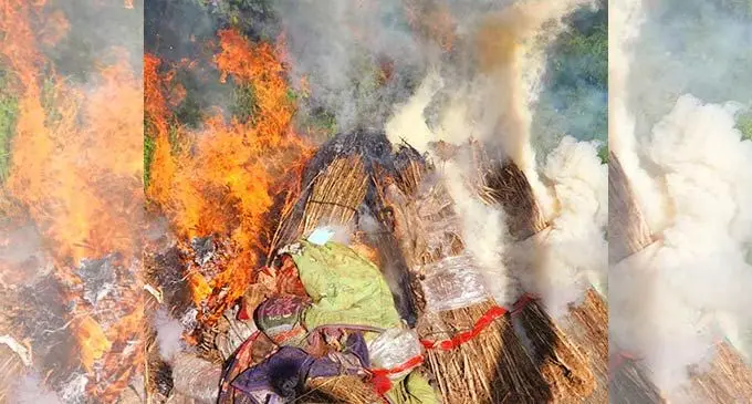 Marijuana plants destroyed in Kadavu. 