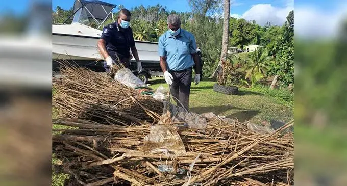 Marijuana plants destroyed in Kadavu. 