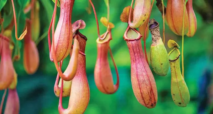 Pitcher plants have made for a fascinating muse in the plant world as they shatter the very idea of what a plant is, eating others rather than being eaten.