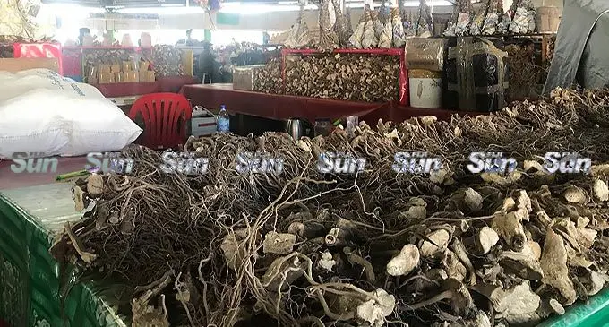 Dried yaqona roots on sale at the Suva market. Photo:  Frederica Elbourne.