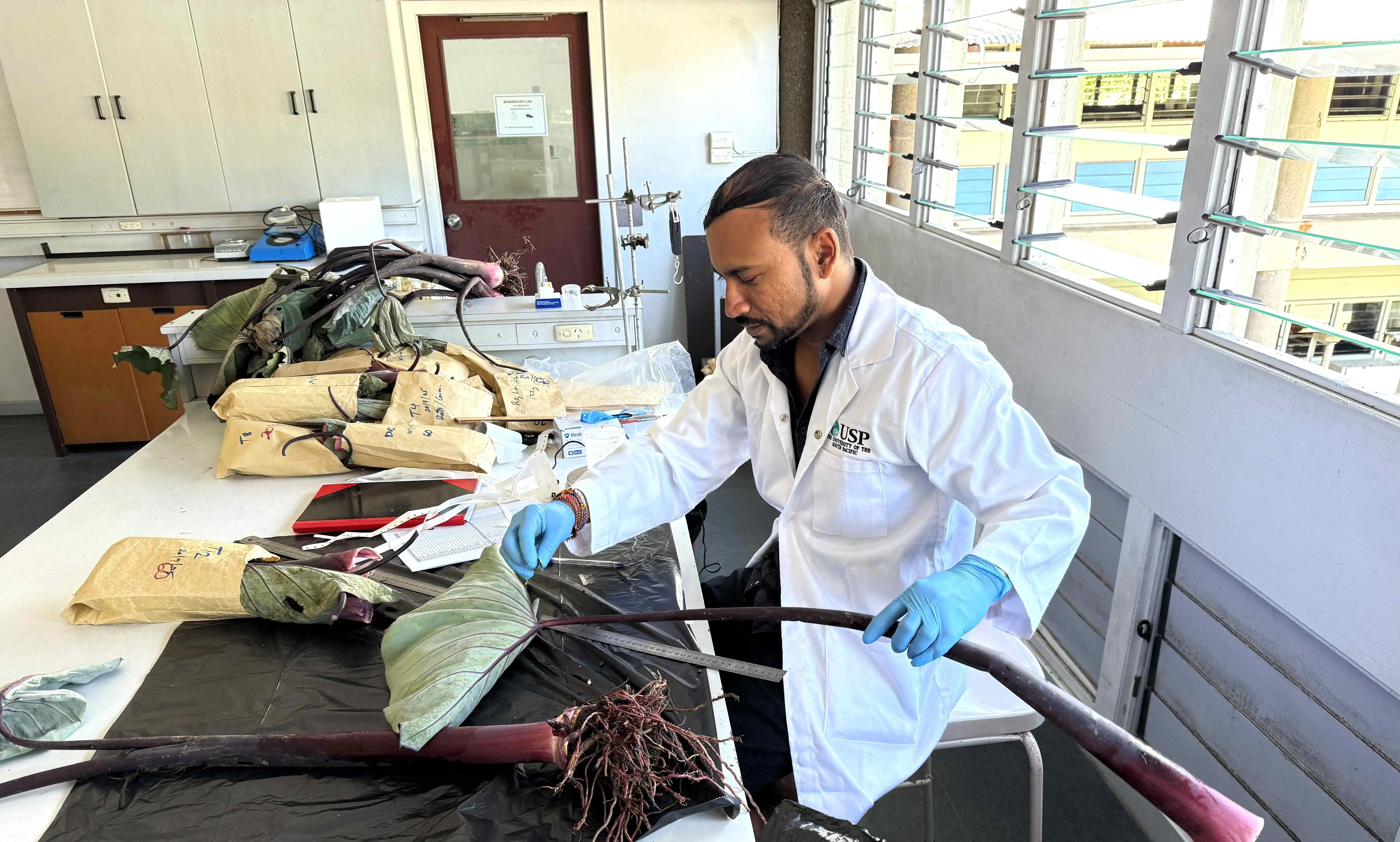 USP researcher develops climate-smart solutions to protect Pacific taro