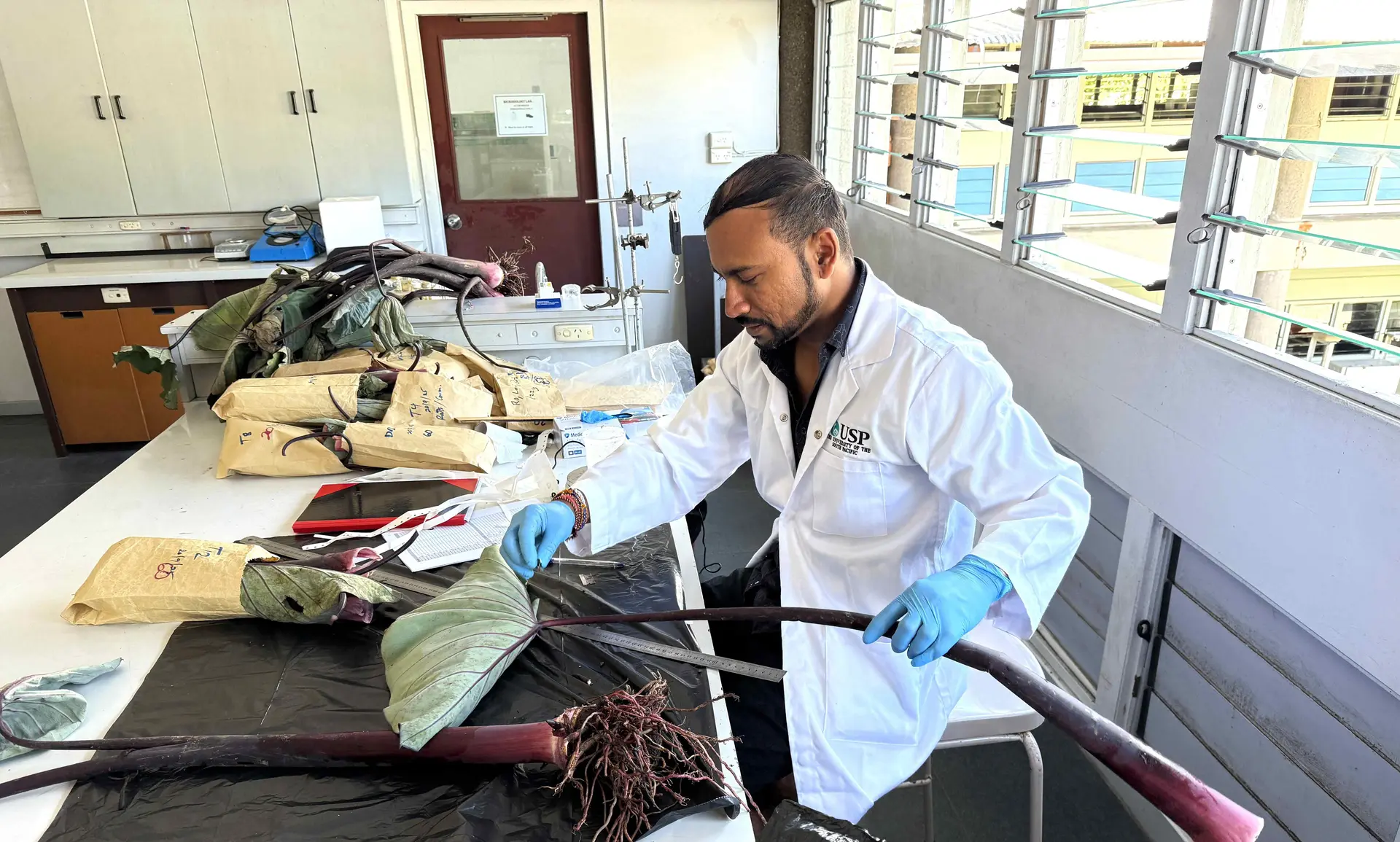 PhD research aims to improve soil health and strengthen taro production under climate change.