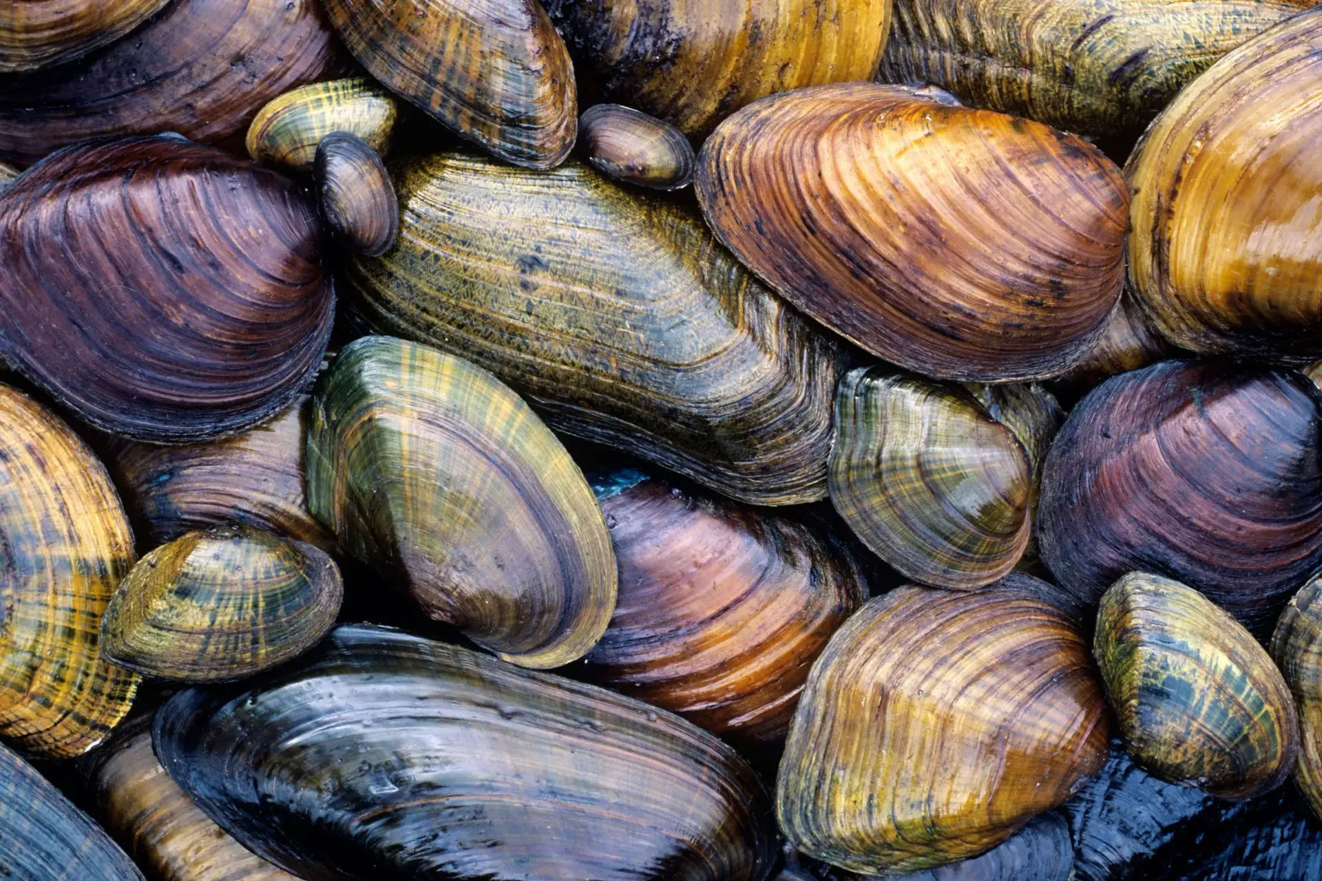 freshwater mussels