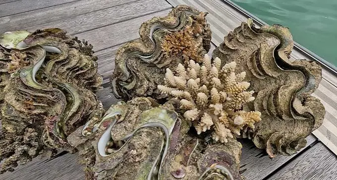 Giant clam shells ready to be placed into their new sanctuary at Fiji Marriott Resort Momi Bay.
