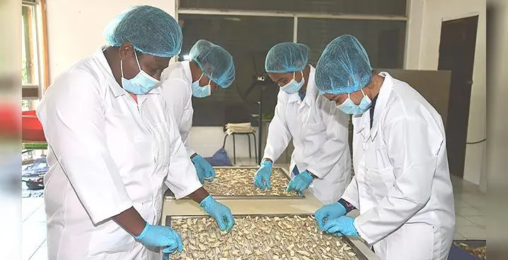Women sorting through dried produce at Zonah United.