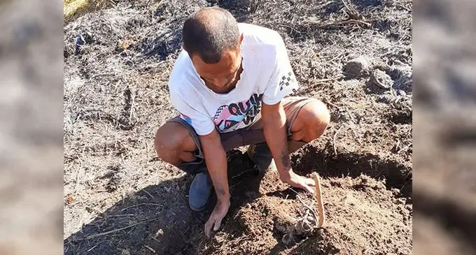 Oqori e dua nai vakaraitaki ni kena dau lau na uvi.