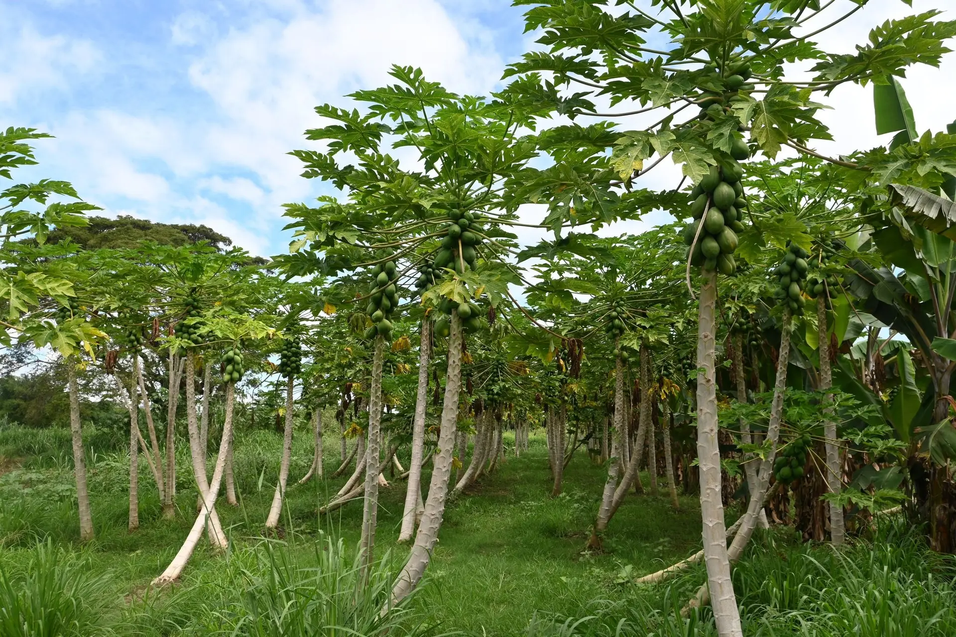 There are opportunities in eggplant, mango, and pawpaw farming and exports, authorities said.