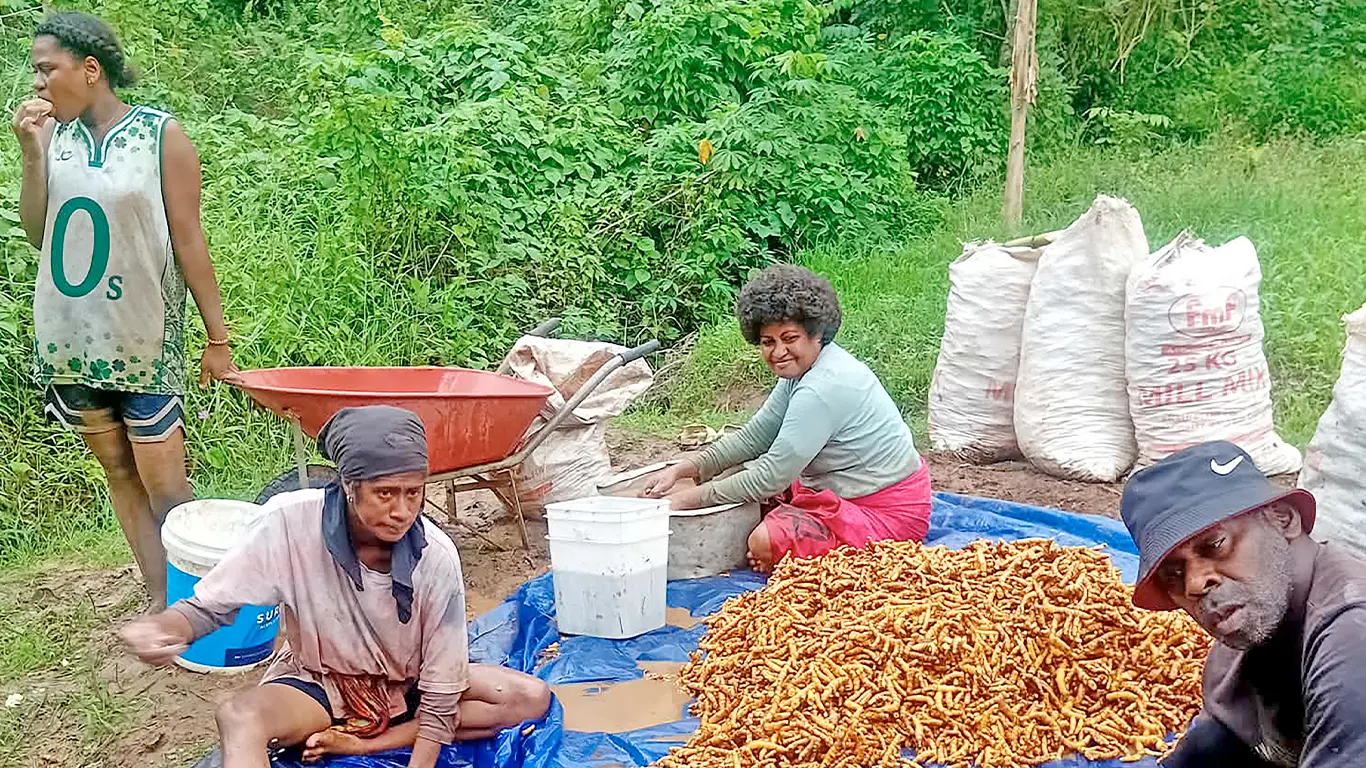 Villagers of Tubalevu, Namara with their tumeric harvest. 