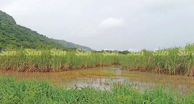Flooded sugarcane field in Lomolomo, Lautoka.  