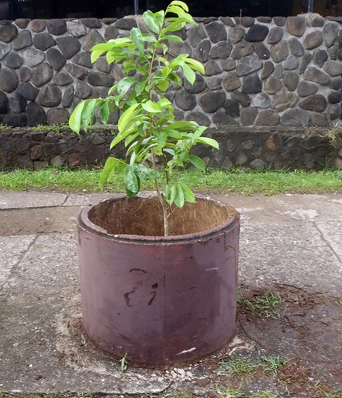 New trees planted in tubs along Savusavu Town roadside.