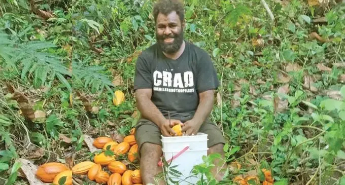  forces to revive the Fijian Cocoa  industry.  