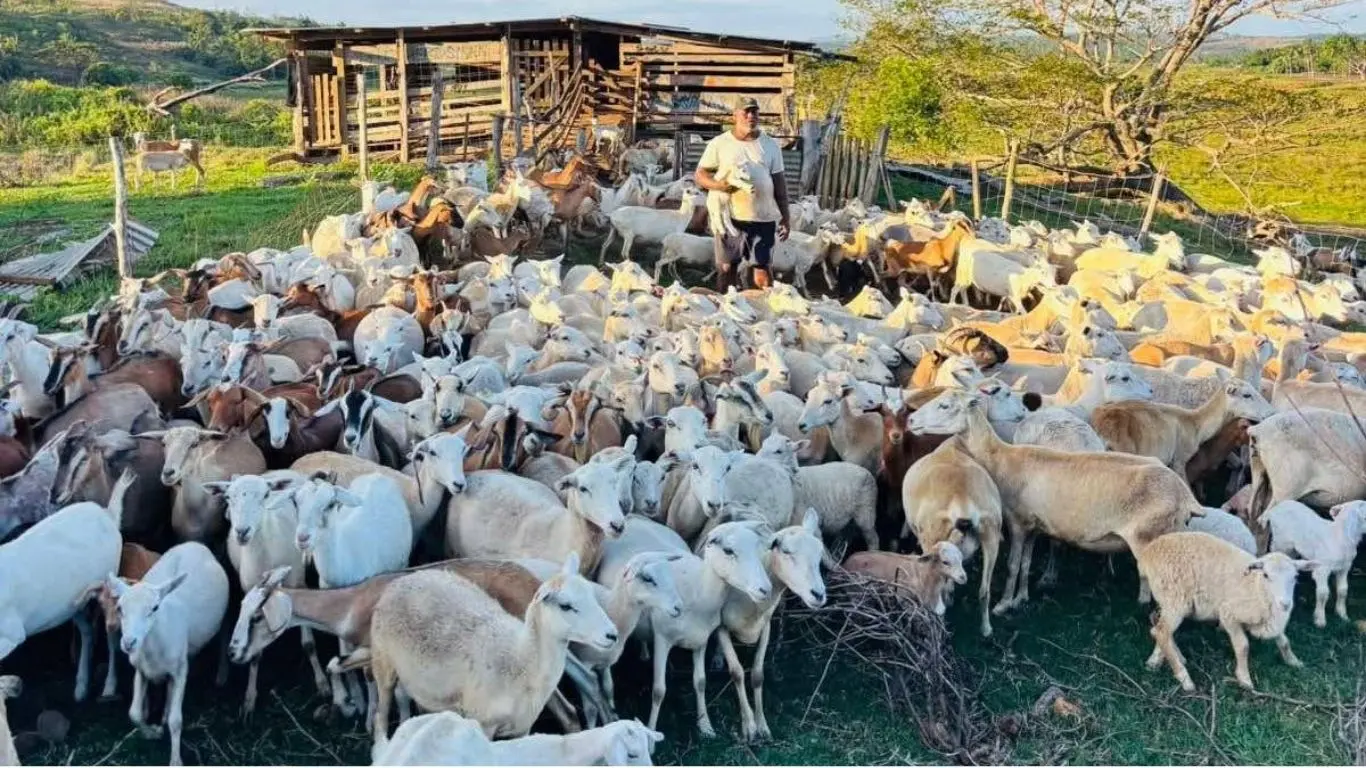 The Government is exploring the importation of high-quality genetic lines from Barbados and India to boost local sheep and goat production.