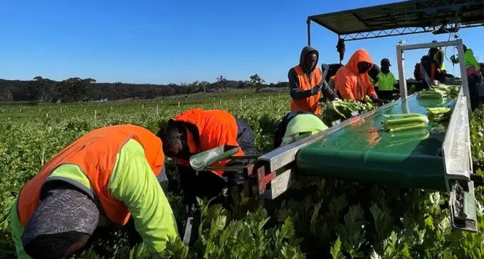 Seasonal workers in the horticulture industry. PHOTO: ABC Rural: Arlie Felton-Taylor