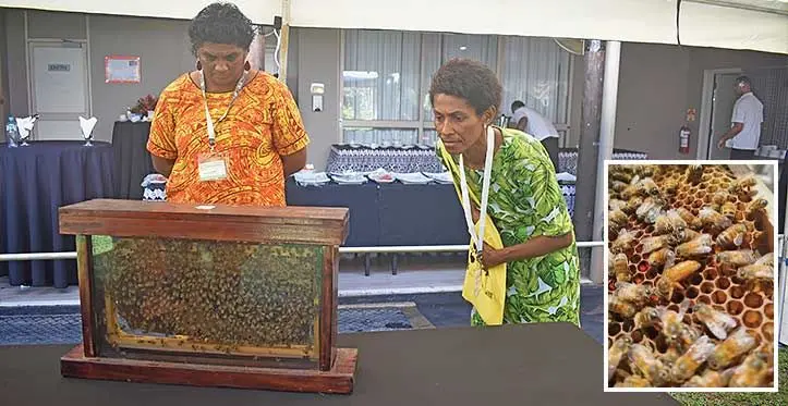 Loata Nai (left) and Sulueti Nasara looking at a bee breeder during the Pacific Island Bee Congress at the Tanoa International Hotel in Nadi on May 22,2023. INSET: Bee breeder Photo: Mereleki Nai.