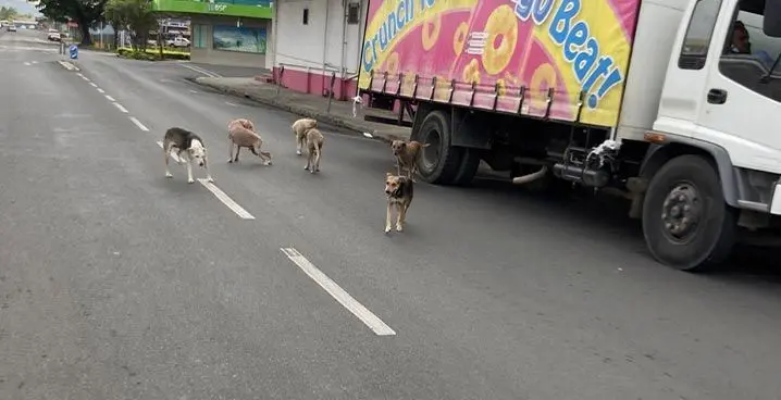 Animals Fiji is working with the Lautoka City Council to curb stray dogs and cats overpopulation.