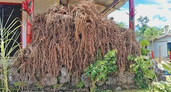Na nodra isevu ni yaqona na itabagone mai na koro o Nalidi, Nakorotubu mai Ra, ena kena a sevutaki ki na vanua kei na lotu ena siga Vakaraubuka sa oti.