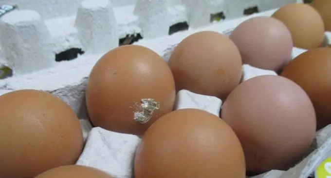 egg 7