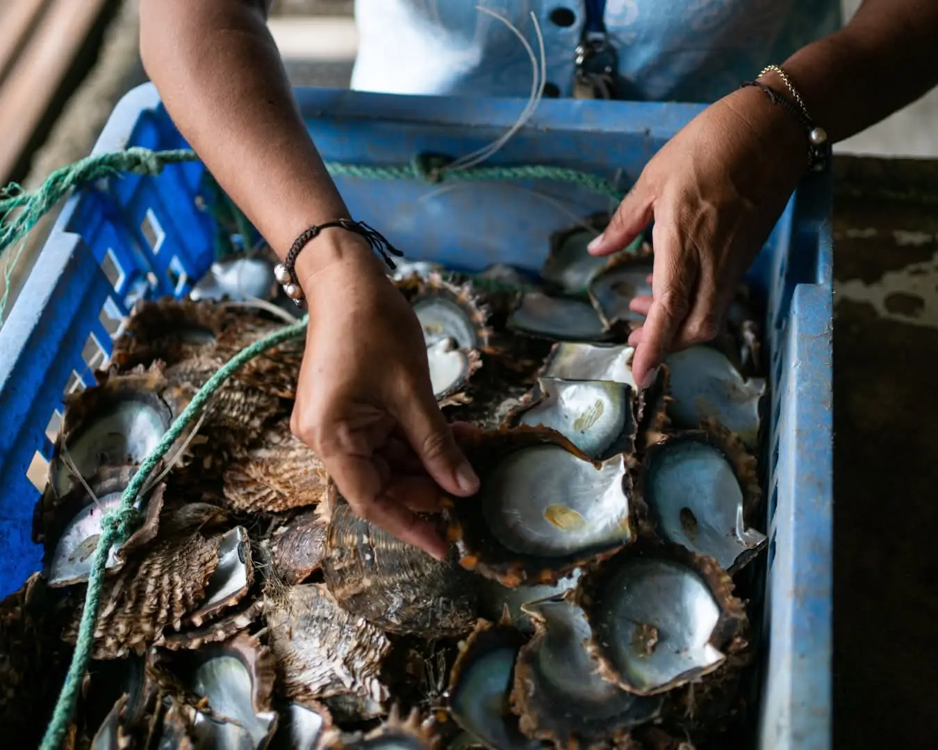 Pearls in Taveuni