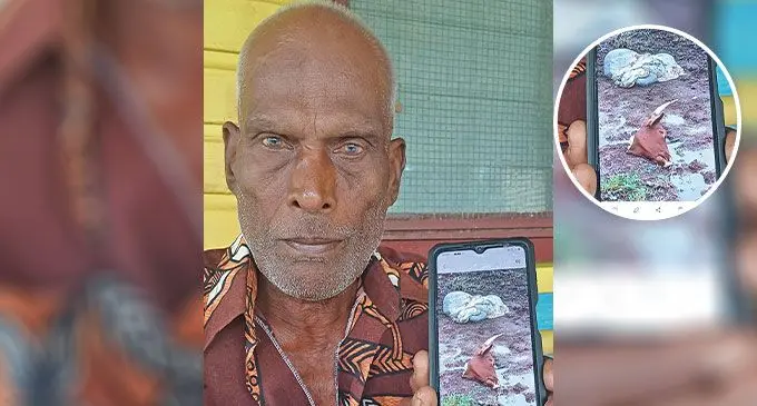 Dharma Reddy showing the photo of the remains of his dead bullock at Wailevu, Labasa on December 24, 2024. Photo: Shratika Naidu