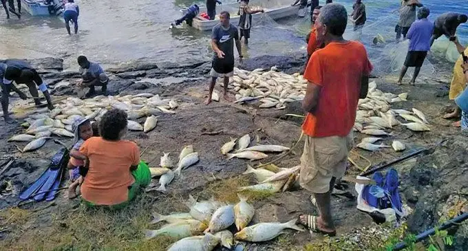 E ra maqusa na leweni koro o Ekubu ena kena cabe na ika na kawago e na nodra baravi e na lama ni macawa qo.