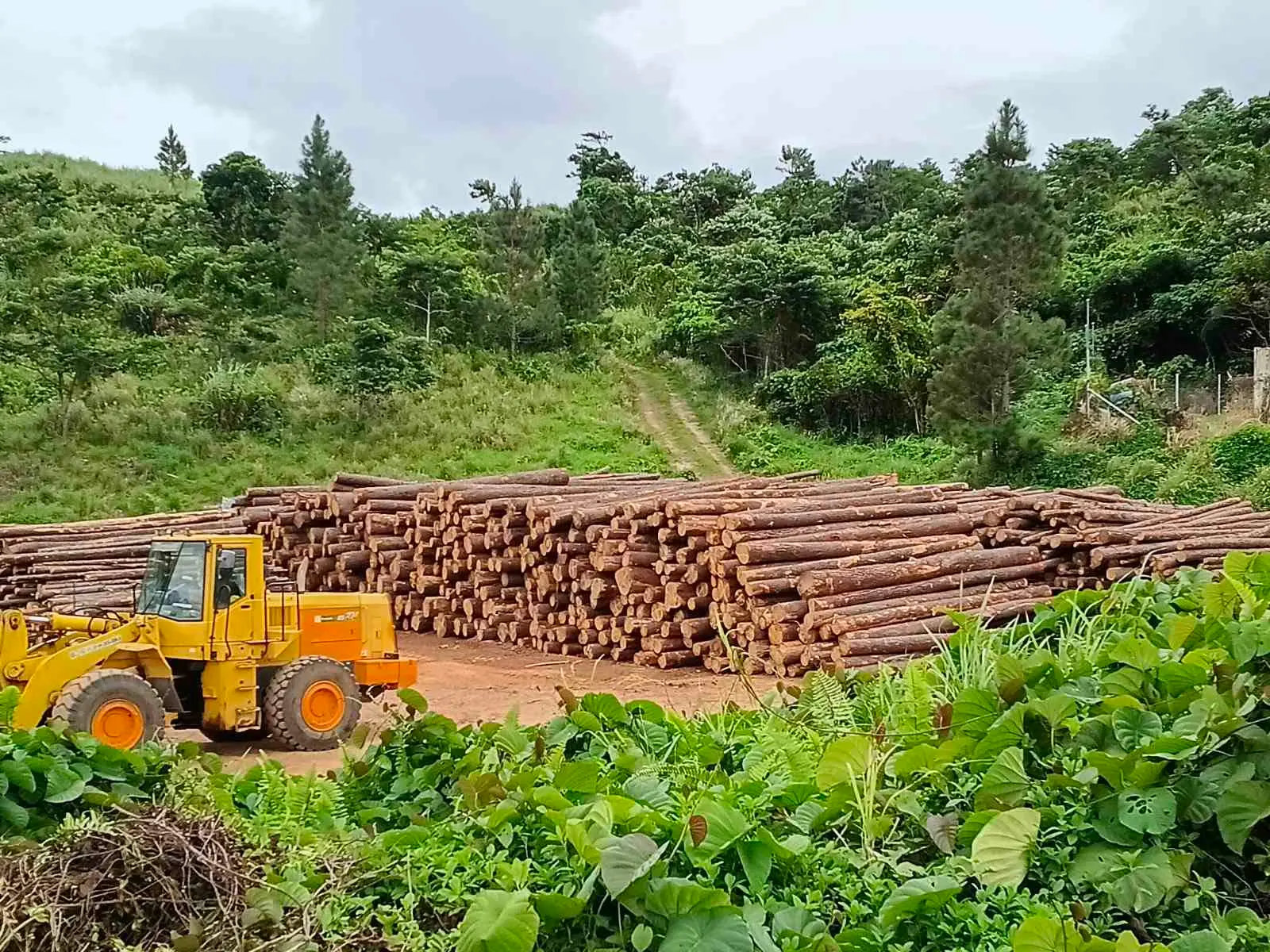 Separate forestry funding prioritises maritime pine, infrastructure and investment incentives to expand Fiji's timber value chain.