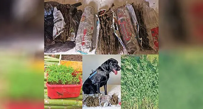 Marijuana confiscated by the Fiji Police Force. Photos: Fiji Police Force