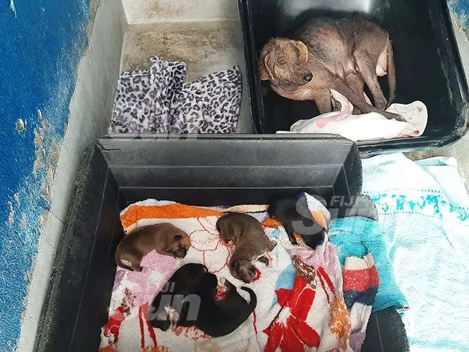 AFTER: The mother dog and her puppies rest comfortably at the SPCA in Walu Bay, Suva, on January 15, 2020. Photo: Shreeya Verma