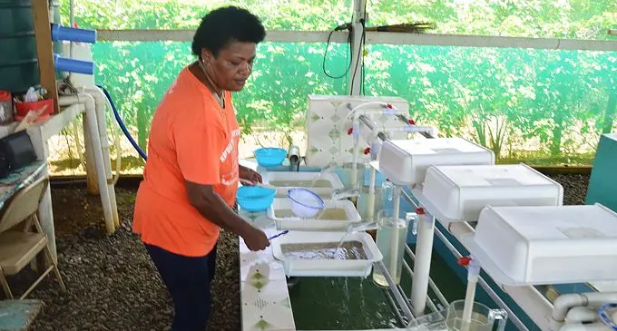 Katarina Baleisuva checks on her tilapia fingerlings in the farm hatchery based in Sauniwaqa, Nakasi.