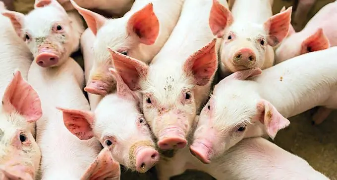 Cute Pigs