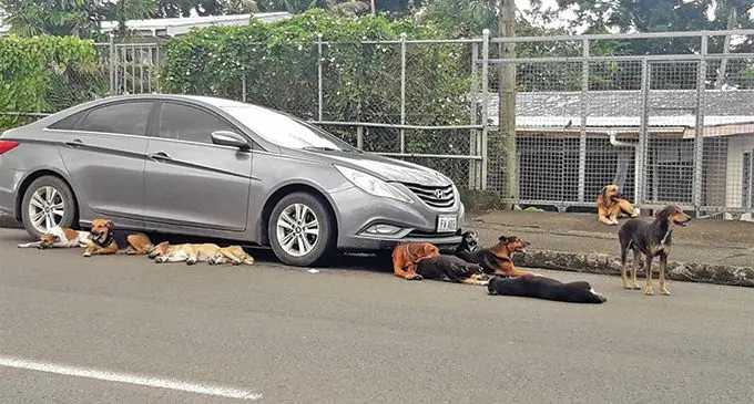 A pack of stray dogs gather on Rewa Street on June 18, 2019. Photo: Sydnee Gonzalez