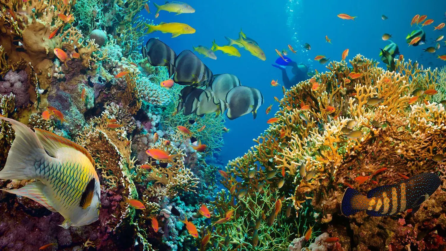 science-fish-41067725