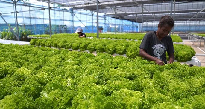 Workers tending to lettuce grown at Grace Road Farm in Navua.