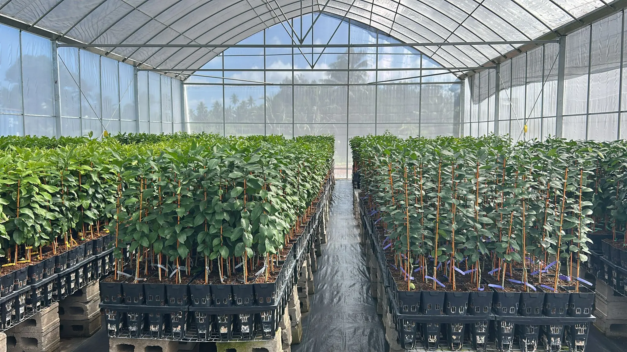 FIJI Water greenhouse project aims to cut imports, support farmers