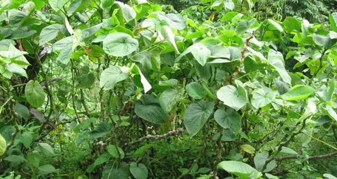 Kava plants.