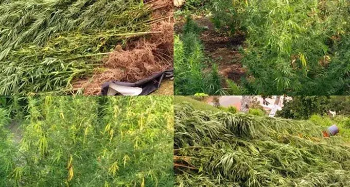 Some of the drugs believed to be marijuana that were seized in the past week.  Photo: Fiji Police Media Cell