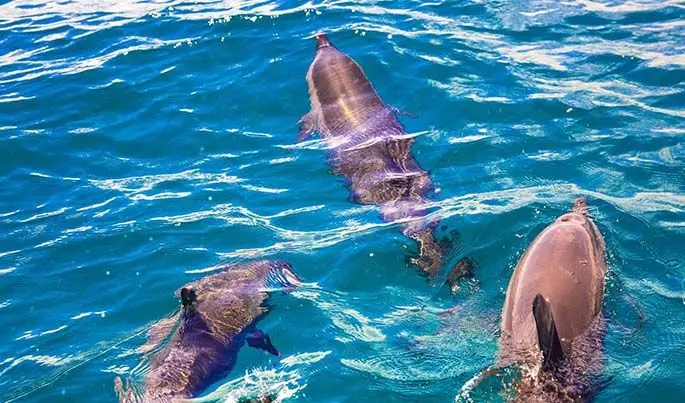 The eco resort became renowned for dolphin watching. Photo: Takalana Bay Resort