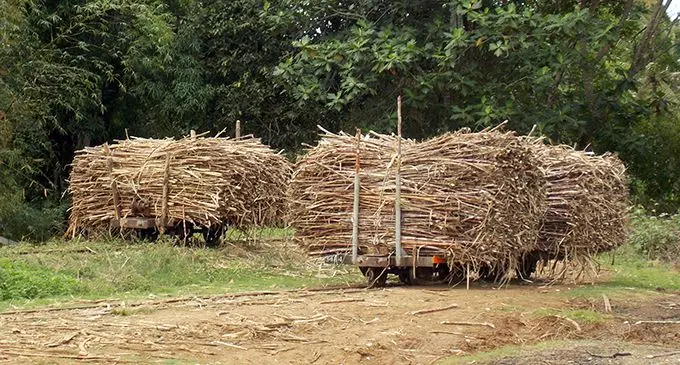 Tonnes of sugarcane being loaded for transport.