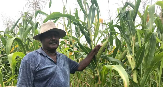 Abhay Singh at his corn farm. Photo: Lusi Banuve