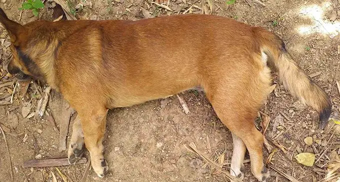 A picture of Mr Kumar’s dog, Maxi.  Photo: Mereleki Nai 