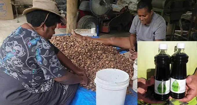 Two women employed by Susana Yalikanacea sort out the dilo.  INSET: Dilo oil. Photo: Susana Yalikanacea